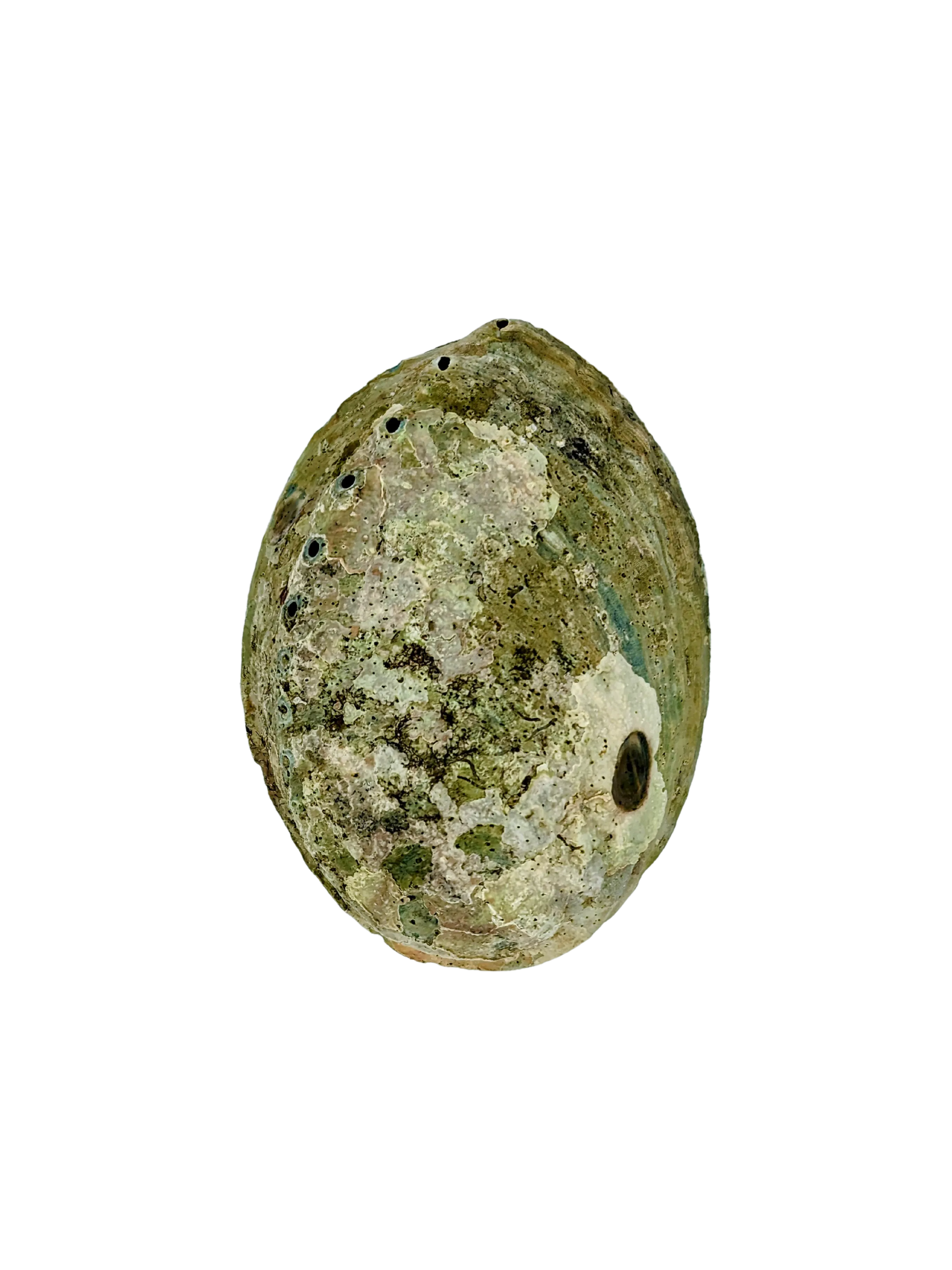 Large Abalone Shell