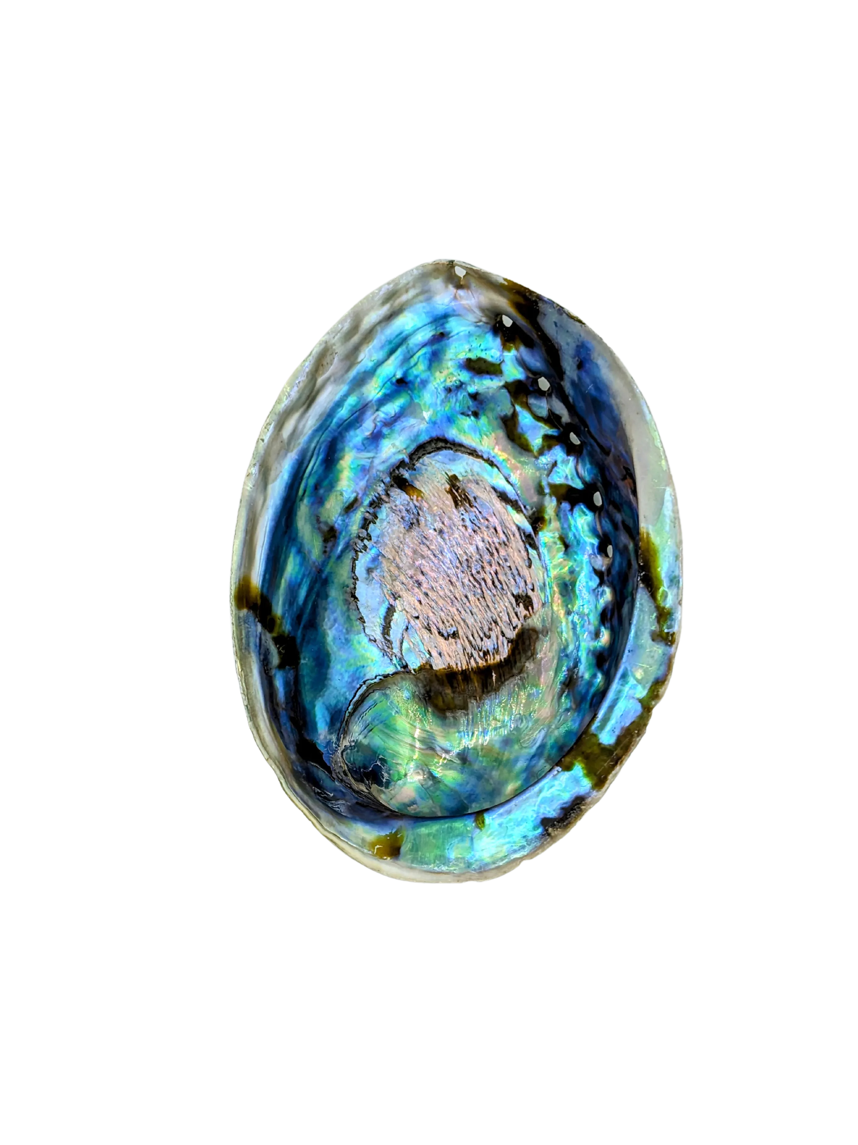 Large Abalone Shell