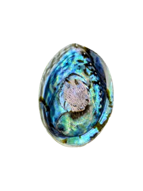 Large Abalone Shell